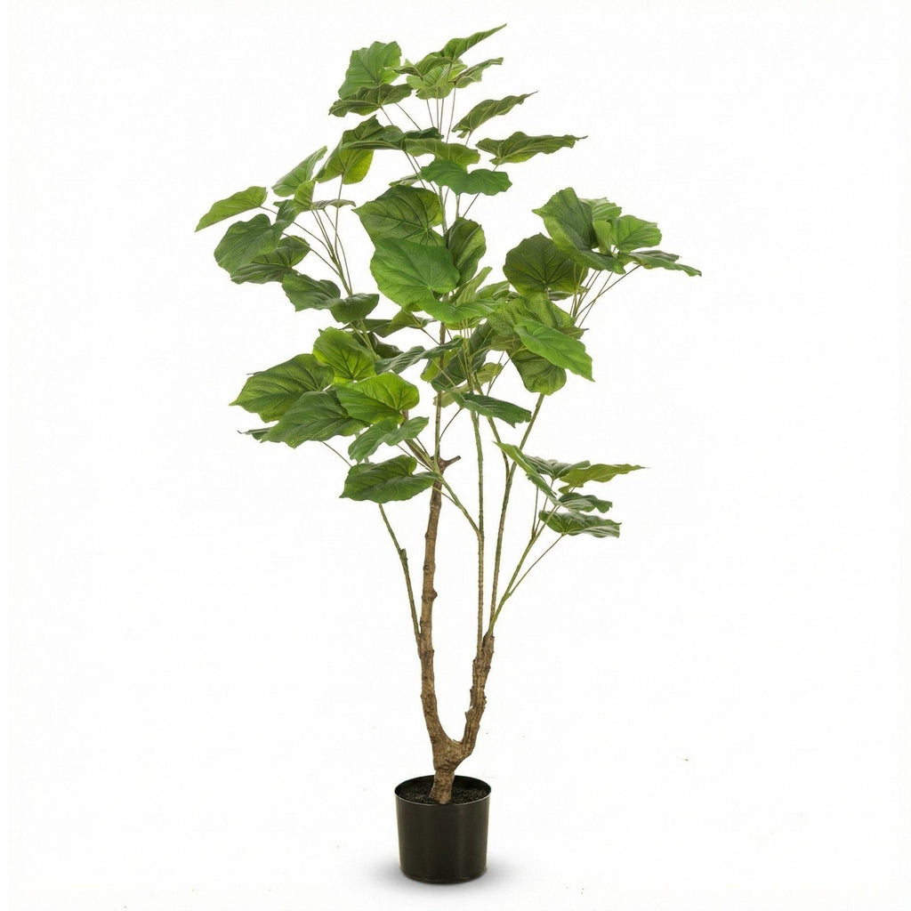 Ficus Umbrella boom, detail van het blad
