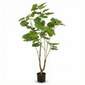 Ficus Umbrella boom, detail van het blad