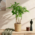Pachira Aquatica multi stam met mand, plant in pot
