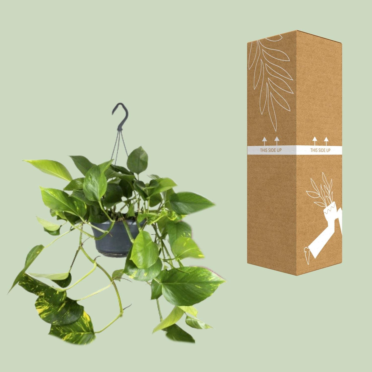 Detailfoto van Epipremnum aureum, scindapsus klim- en hangplant 25 cm