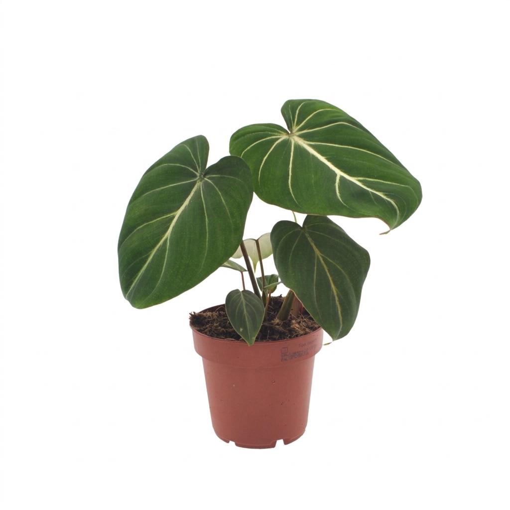 Philodendron Gloriosum - Glorie Philodendron, kenmerkend blad