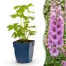 Ridderspoor (P) Astolat, met roze bloemen
