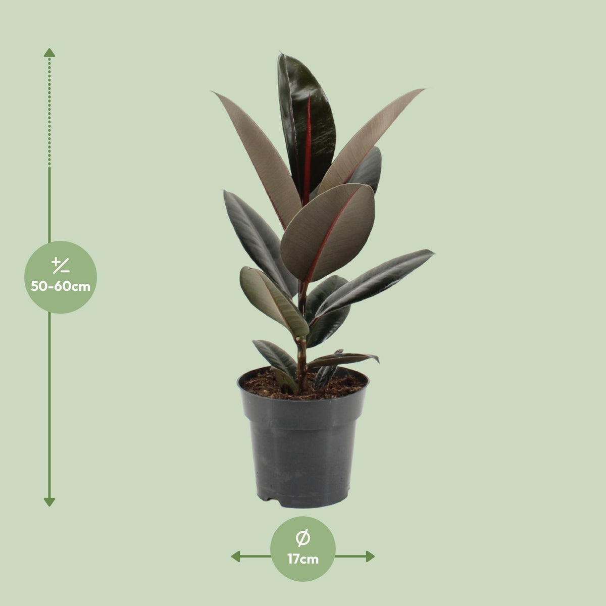 Detailfoto van Ficus Elastica Abidjan
