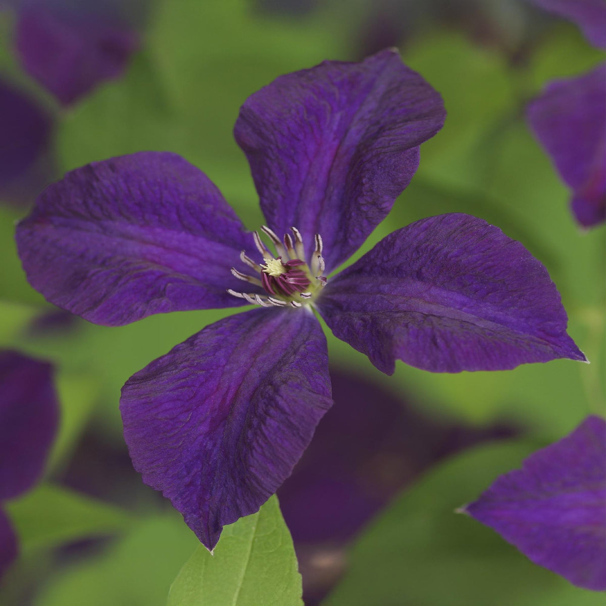 Clematis vit. Polish Spirit, groene bladeren