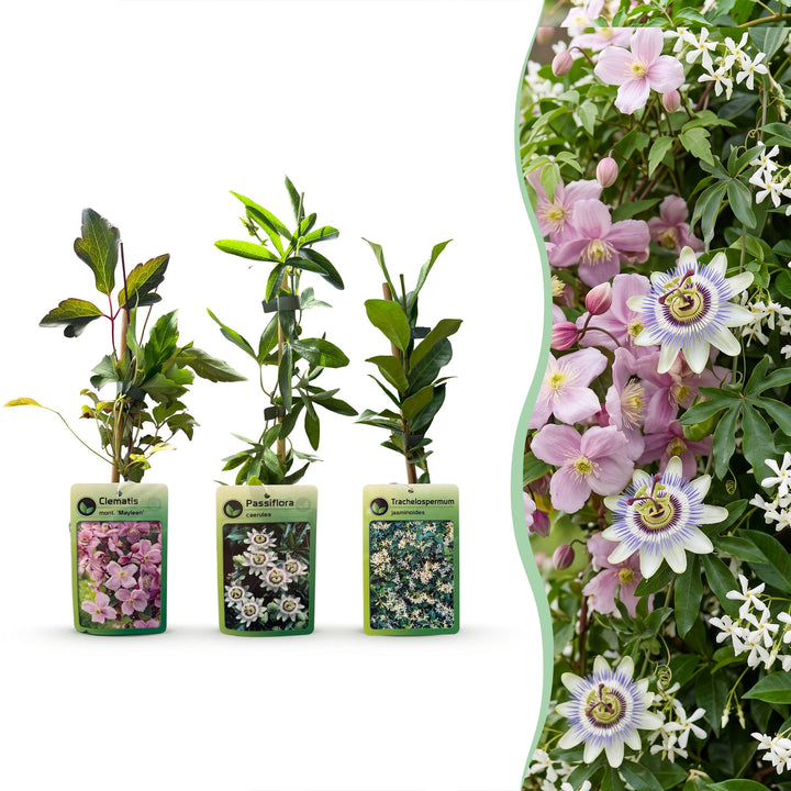 9x Klimplaten Tricolor Colourfull - Driekleurige klimplaat - Licht Roze - Wit - Paars - Klimplant - Ø9cm - ↕35cm