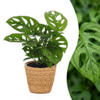 Monstera Adansonii - Rhaphidophora Tetrasperma met mand, plant in pot