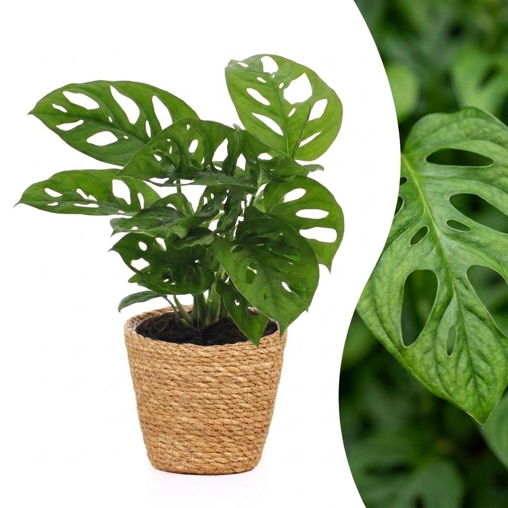 Monstera Adansonii - Rhaphidophora Tetrasperma met mand, plant in pot