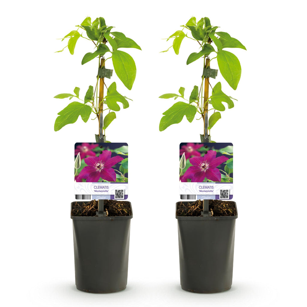Productafbeelding van Pureplant