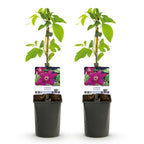 Productafbeelding van Pureplant