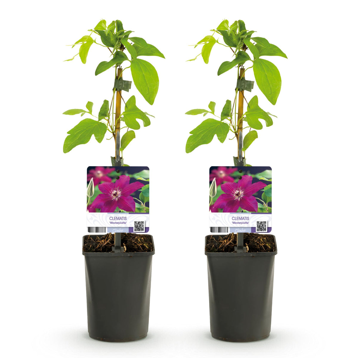 Productafbeelding van Pureplant