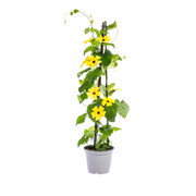 4x Thunbergia Alata Sunny Susy Yellow
