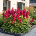Pluimspirea (A) Fanal, plant in pot
