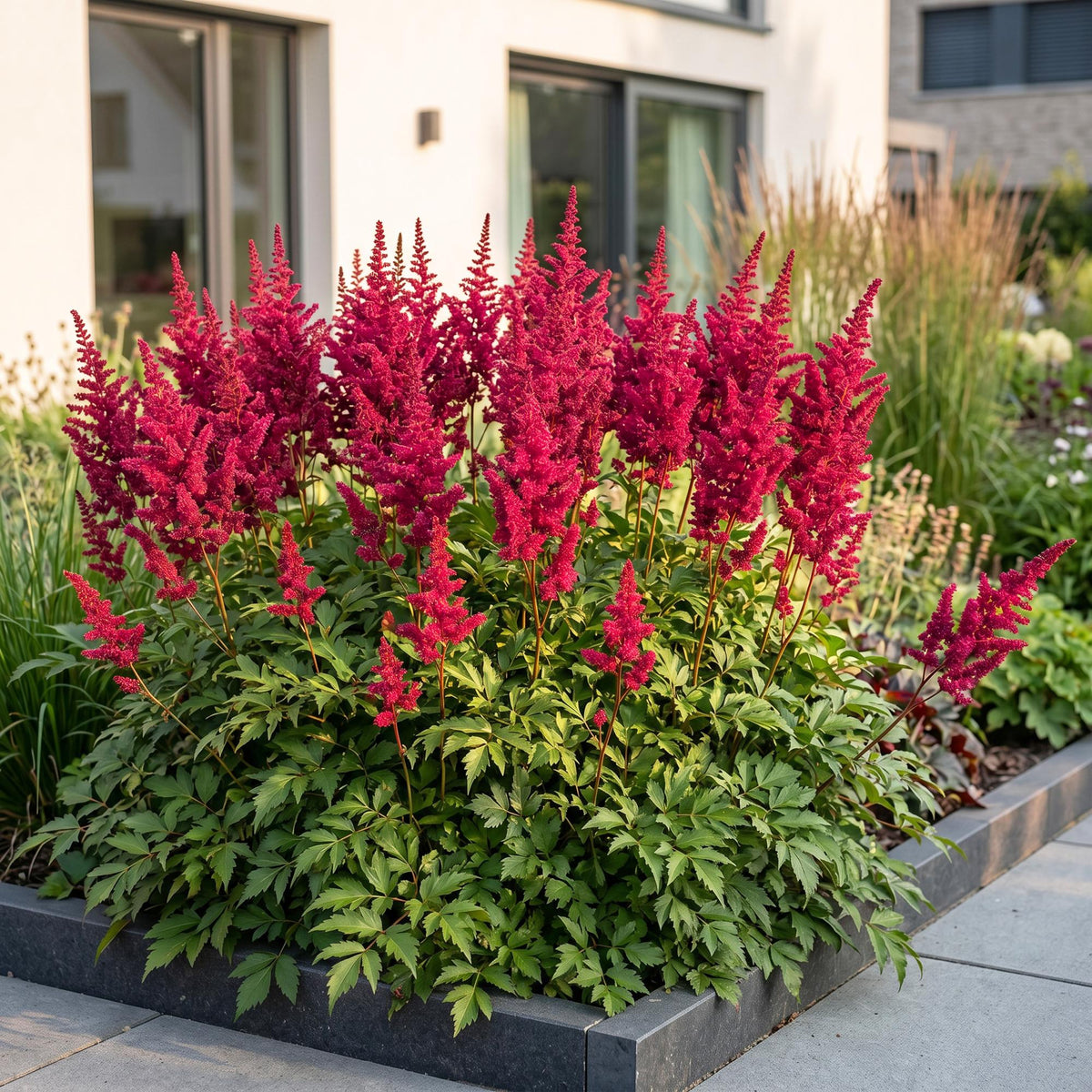 Pluimspirea (A) Fanal, plant in pot