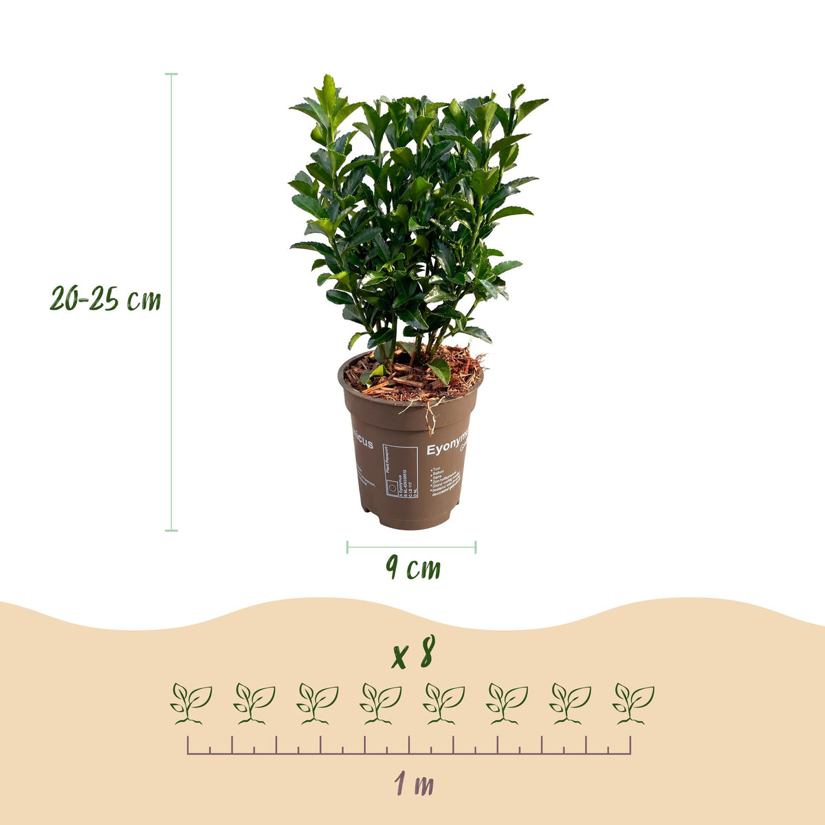 Kardinaalsmuts Green Spire, 20 cm hoog, groene bladeren