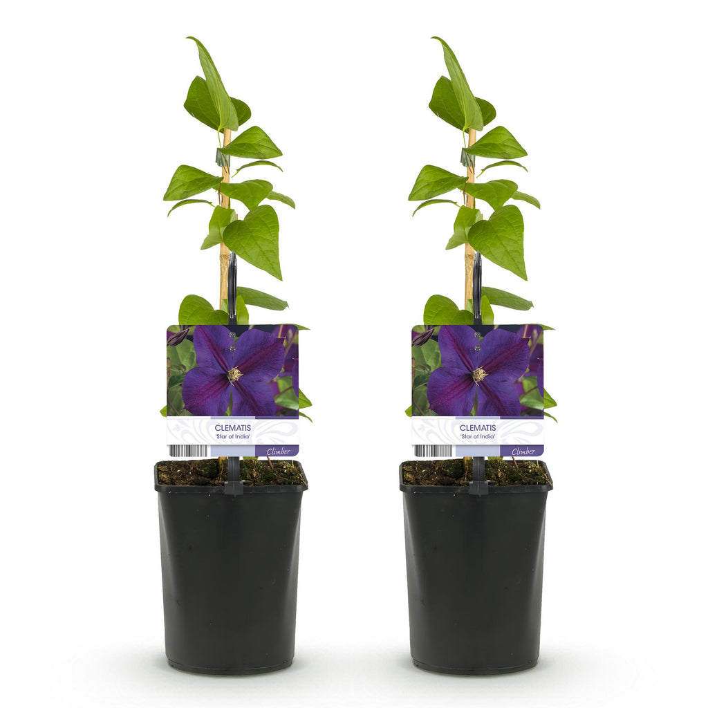 Productafbeelding van Pureplant