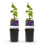 Productafbeelding van Pureplant