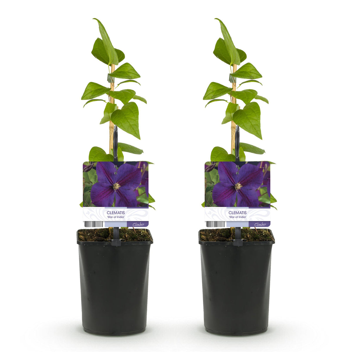Productafbeelding van Pureplant