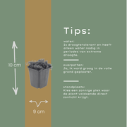Thymus praecox &
