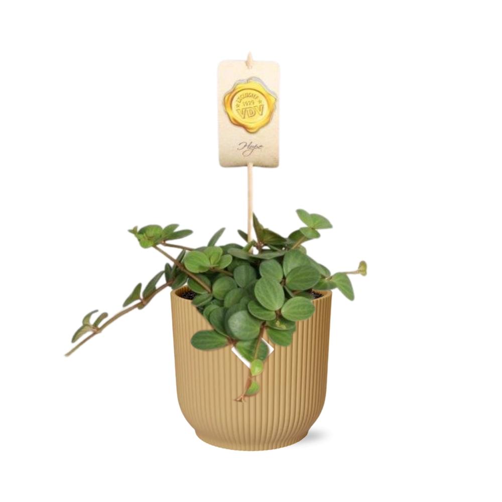 Productafbeelding van Pureplant