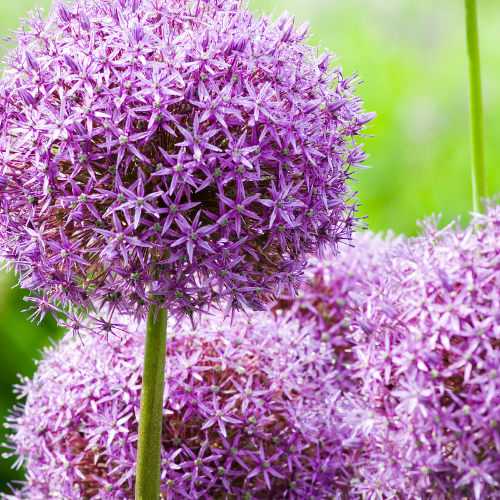 Sierui Allium 'Globemaster', ronde paarse bloem, 5 bollen, detail van het blad