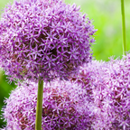 Sierui Allium 'Globemaster', ronde paarse bloem, 5 bollen, detail van het blad