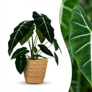 Olifantsoor (Alocasia Frydek) met Mand