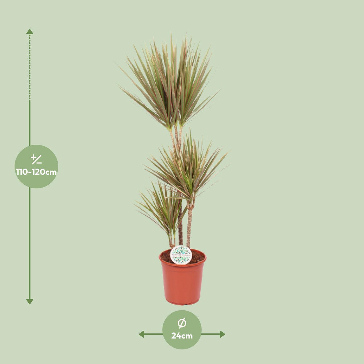 Detailfoto van Dracaena Bicolor