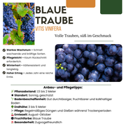 3 x Biologische Druivenplanten