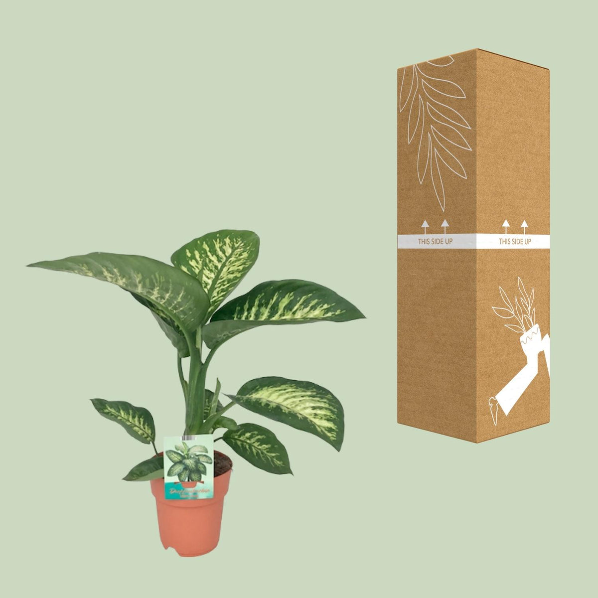 Detailfoto van Dieffenbachia Seguine Tropic Snow