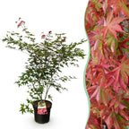 Acer palmatum Beni Maiko, detail van het blad