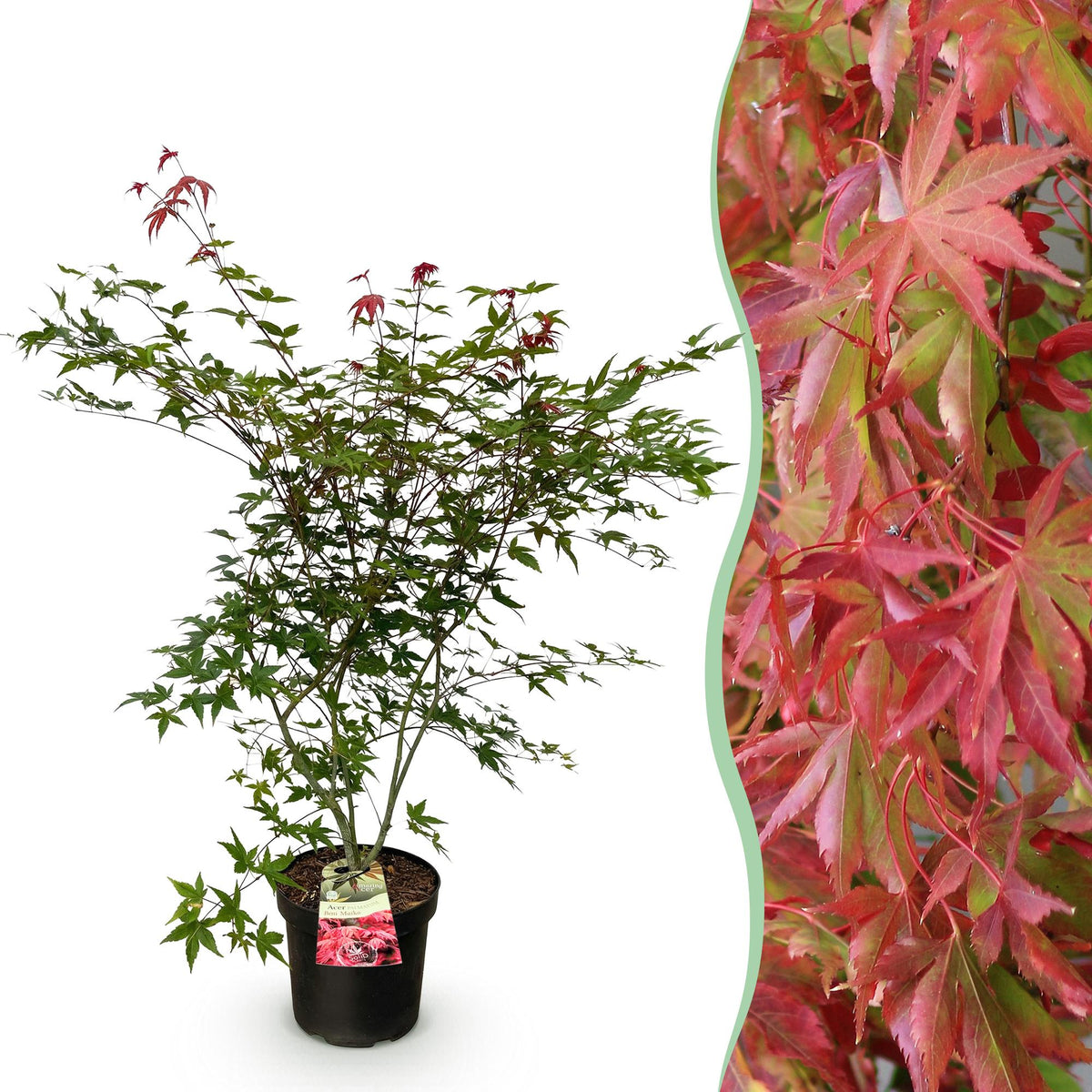 Acer palmatum Beni Maiko, detail van het blad