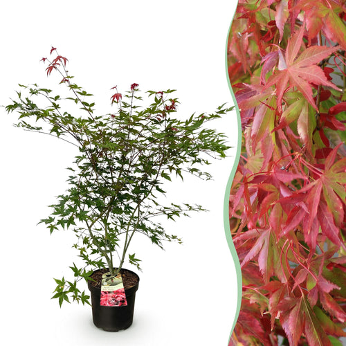 Acer palmatum Beni Maiko, detail van het blad