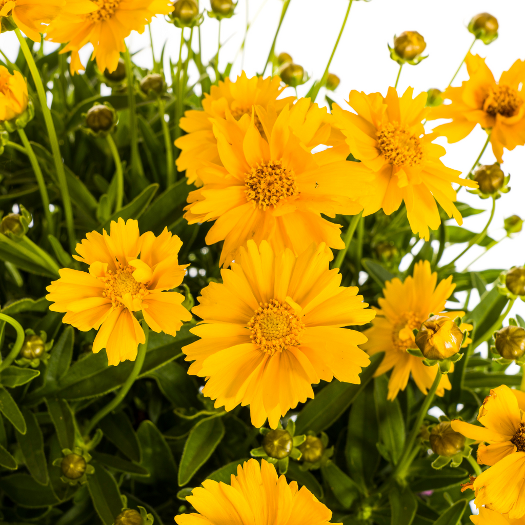 Coreopsis Grandiflora, groene bladeren