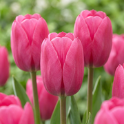 Triomftulp Pink bloembollen, roze