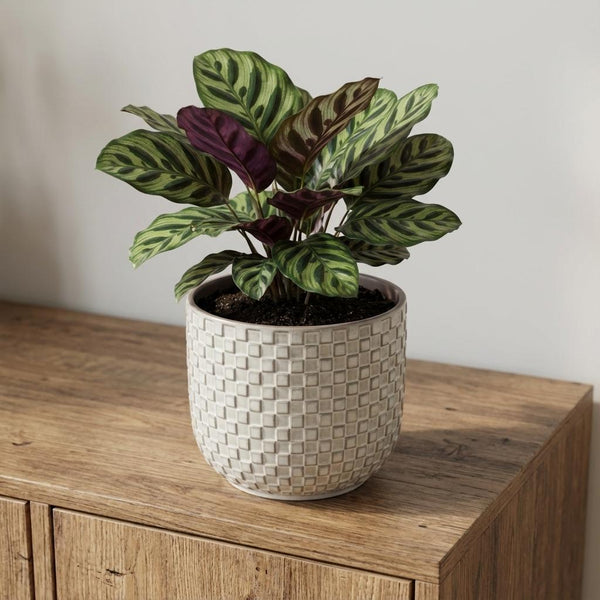 Plantenpot met reliëf, keramiek in wit, Ø13,5 cm