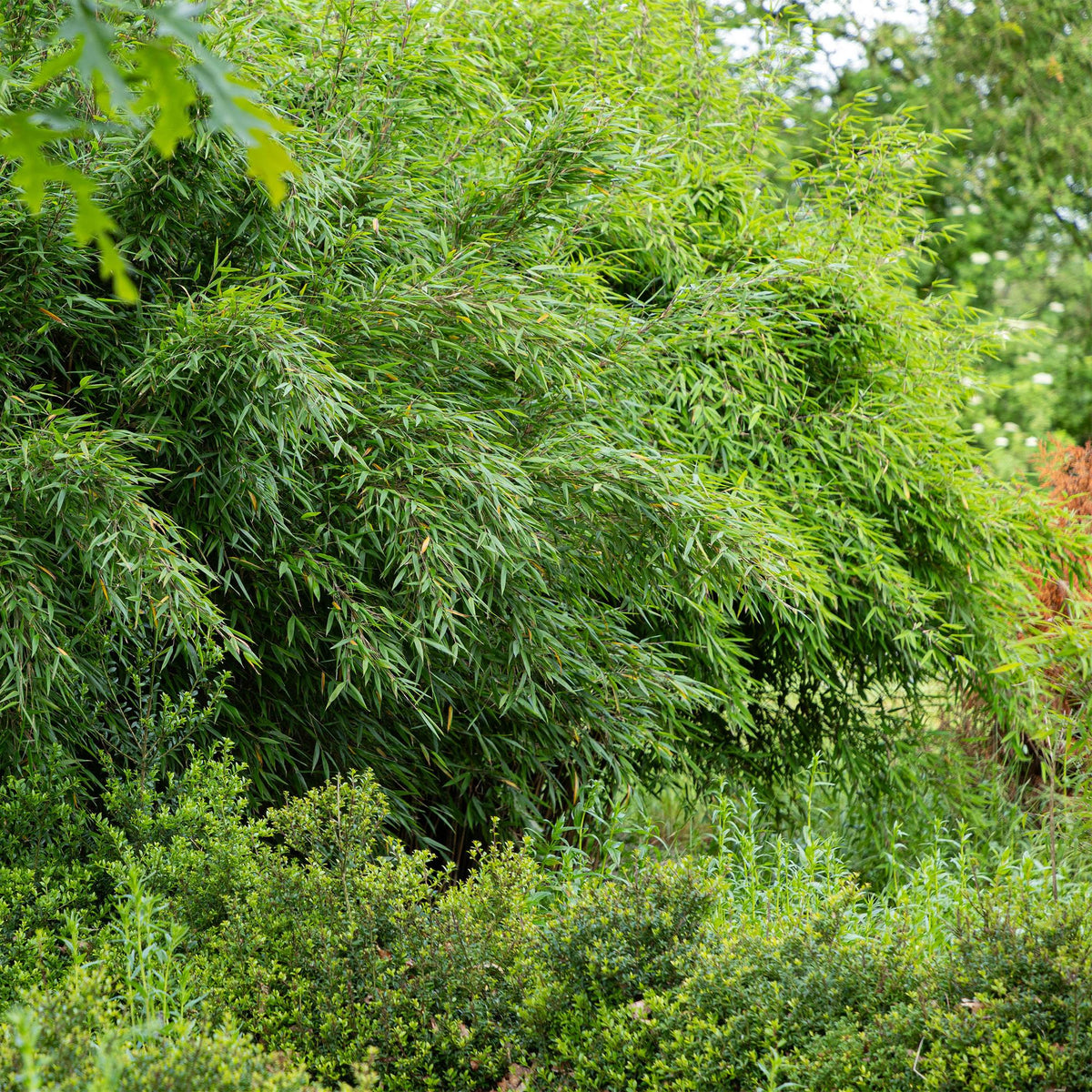 Fargesia nitida Red Dragon, niet-woekerende tuinbamboe, compacte plant in kweekpot