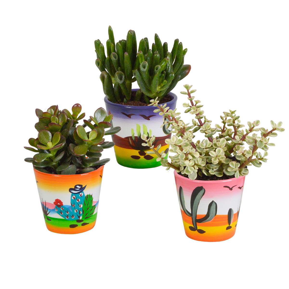 Productafbeelding van Pureplant