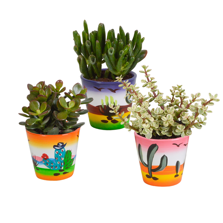 Crassula mix