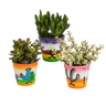 Crassula mix