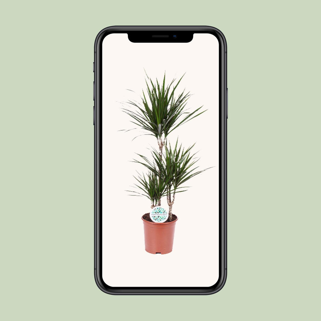 Detailfoto van Dracaena marginata, drakenbloedboom, 115 cm hoog