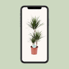 Detailfoto van Dracaena marginata, drakenbloedboom, 115 cm hoog
