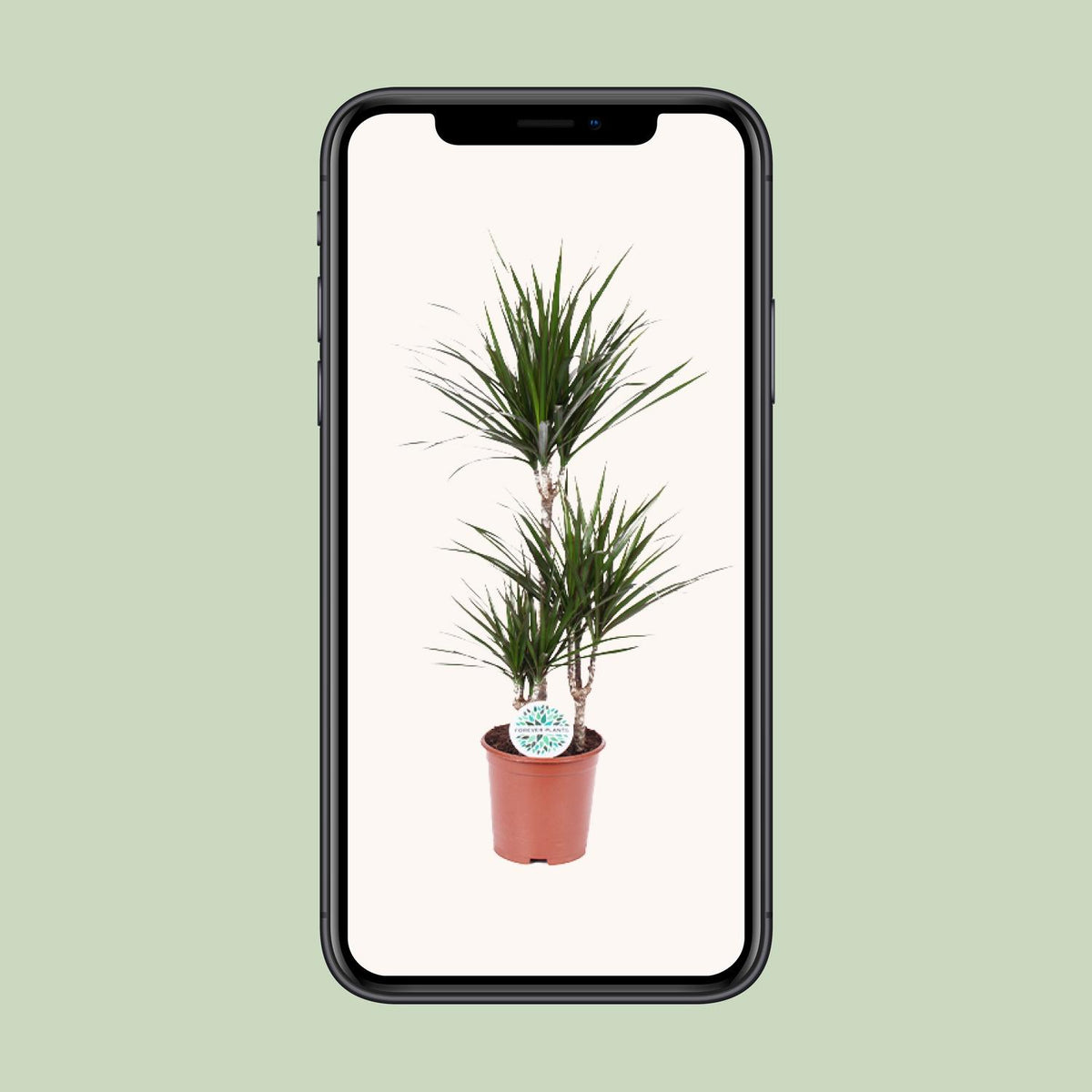 Detailfoto van Dracaena marginata, drakenbloedboom, 115 cm hoog