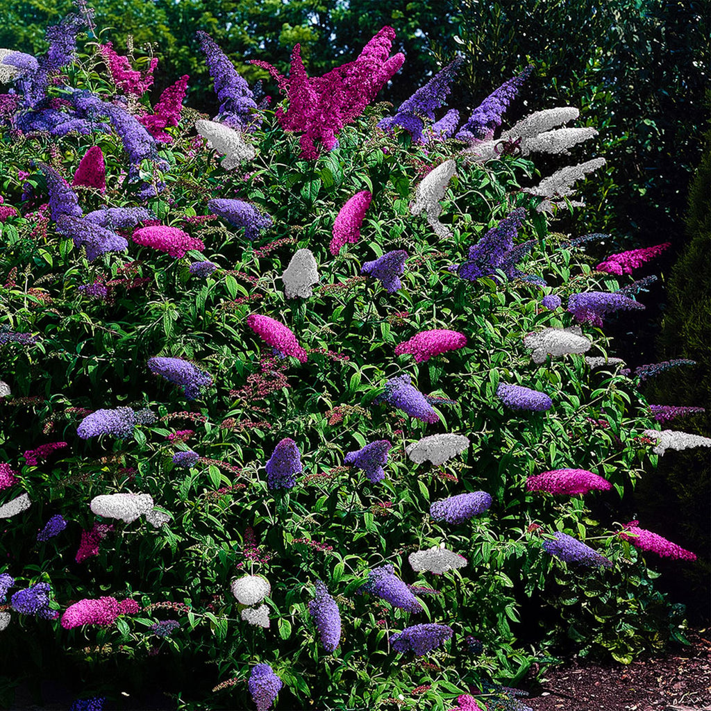 Buddleja davidii Tricolour, groeiwijze van de plant