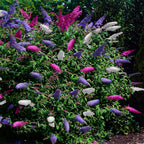 Buddleja davidii Tricolour, groeiwijze van de plant