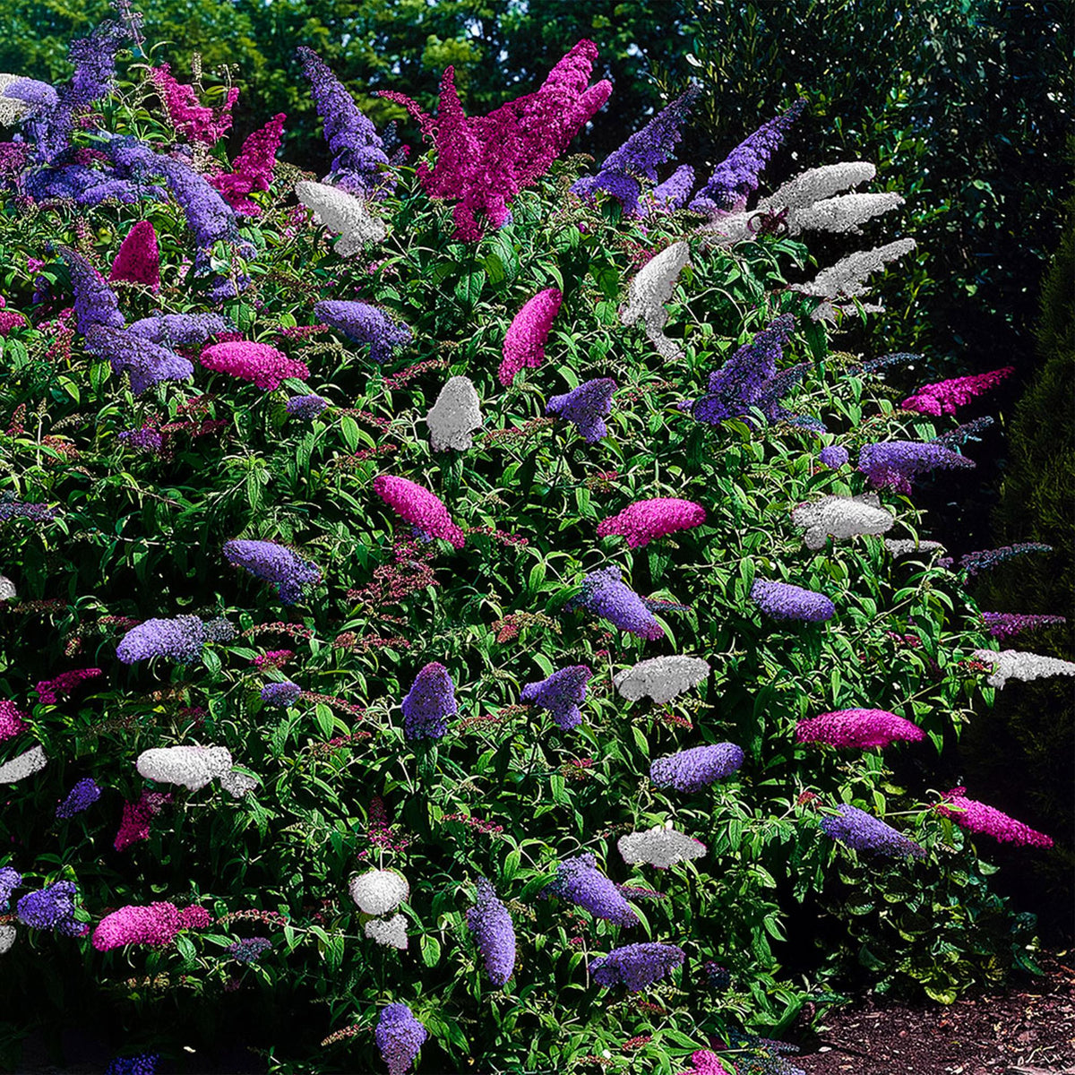 Buddleja davidii Tricolour, groeiwijze van de plant