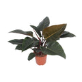 Productfoto van Philodendron Congo Red