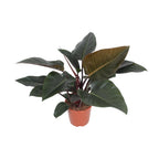 Productfoto van Philodendron Congo Red