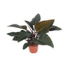Philodendron Congo Red