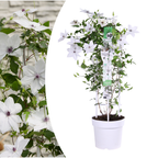 Clematis Garland Tsukiko, bloeiende klimplant, detail van het blad