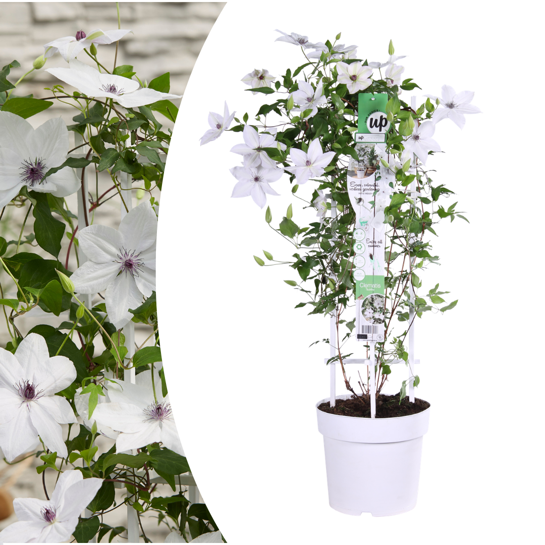 Clematis Garland Tsukiko, bloeiende klimplant, detail van het blad